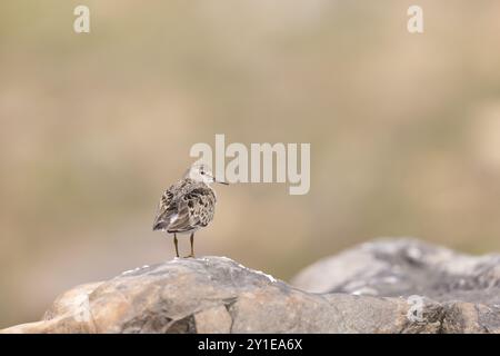 Temminck's stint (Calidris temminckii), Norvegia Foto Stock