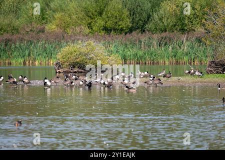 Un gregge misto di oche e anatre raccolto sul bordo dell'acqua su una piccola isola in una piscina in una riserva naturale. Foto Stock