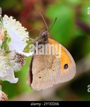 A Meadow Brown Butterfly (Maniola jurtina) in estate nel Gloucestershire Regno Unito Foto Stock
