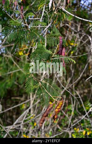 Il wattle piangente (Peltophorum africanum) è un albero deciduo originario dell'Africa meridionale. Foglie e frutta. Foto Stock