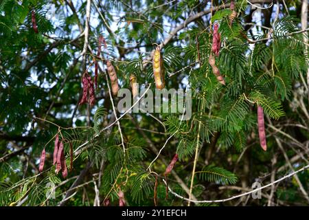 Il wattle piangente (Peltophorum africanum) è un albero deciduo originario dell'Africa meridionale. Foglie e frutta. Foto Stock