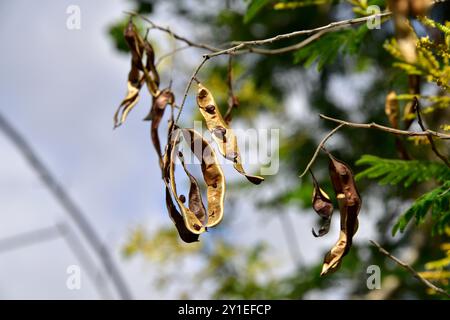 Il wattle piangente (Peltophorum africanum) è un albero deciduo originario dell'Africa meridionale. Frutta e semi. Foto Stock