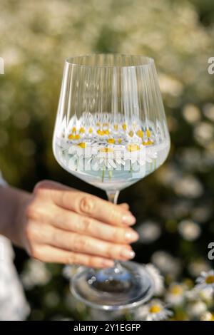 Daisy Petals. Raccolta di erbe medicinali. Tè di camomilla, benefici per la salute. Foto di alta qualità Foto Stock