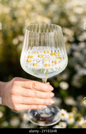 Daisy Petals. Raccolta di erbe medicinali. Tè di camomilla, benefici per la salute. Foto di alta qualità Foto Stock