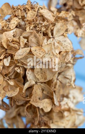 Fiori secchi, sfondo naturale, foto macro verticale di Hydrangea con messa a fuoco morbida selettiva Foto Stock