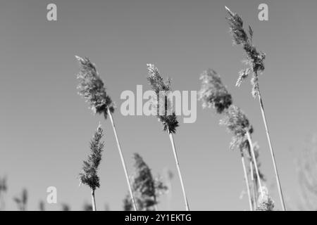 Picchi secchi di canne comuni si trovano sotto il cielo in un giorno d'inverno, sfondo naturale per foto con messa a fuoco morbida e selettiva Foto Stock