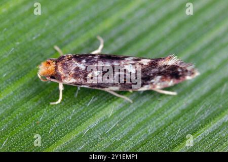 Falena del sughero, Nemapogon sp. su foglia verde, foto macro. Famiglia della falena fungina, Tineidae. Foto Stock