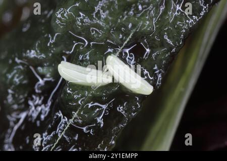 Uova mosche deposte su cibo in putrefazione. Foto Stock
