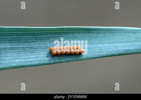 Uova di insetto deposte in due file uguali su una foglia di grano in un campo di coltura. Foto Stock