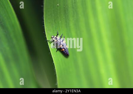 Una larva di coccinello su una foglia verde in un campo di coltura. Foto Stock