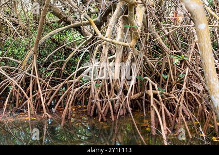 L'albero di mangrovia Rossa (Rhizophora mangle) affonda le sue radici in un estuario sull'isola di Sanibel, Florida Foto Stock