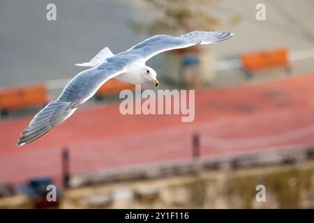 Un gabbiano alato Glaucous (Larus glaucescens) che vola sopra un molo a Victoria, Columbia Britannica, Canada Foto Stock