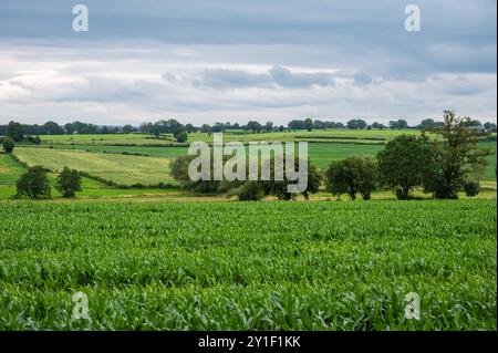 Verdi colline e prati nella campagna belga con lo Chateau Thor sullo sfondo, Lontzen, regione vallona, Belgio Foto Stock