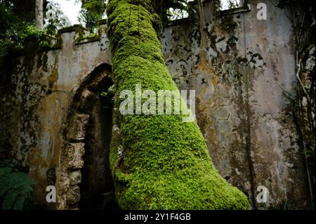 Albero ricoperto di muschio vibrante che cresce accanto a un arco di pietra intemprata in un'antica rovina Foto Stock