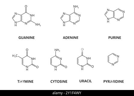 Acidi nucleici o basi azotate, formule di azoto e idrogeno, struttura molecolare vettoriale. Purina, adenina, guanina e timina con citosina o formula chimica pirimidina e struttura molecolare Illustrazione Vettoriale