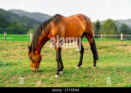 Un cavallo pascolava in una fattoria tra le montagne alpine Foto Stock