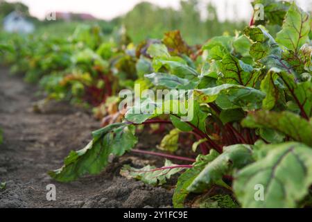 Piante di barbabietola con foglie verdi che crescono nel campo, primo piano Foto Stock