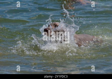 Ritratto all'aperto di un cucciolo di Weimaraner di razza pura durante le vacanze in riva a un fiume. Il giovane cane Weimaraner in acqua dopo una lunga passeggiata nella foresta. Foto Stock