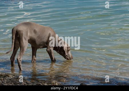 Ritratto all'aperto di un cucciolo di Weimaraner di razza pura durante le vacanze in riva a un fiume. Il giovane cane Weimaraner in acqua dopo una lunga passeggiata nella foresta. Foto Stock