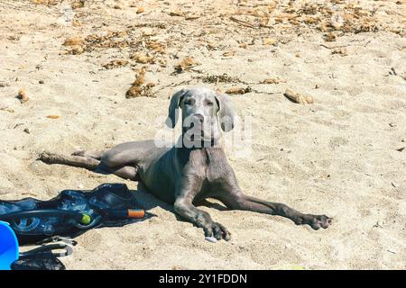 Ritratto all'aperto di un weimaraner di razza pura disteso su una spiaggia Foto Stock