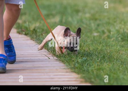 Il bulldog francese al guinzaglio è vicino al proprietario lungo il marciapiede in un parco, da vicino. Concetto aziendale per camminare con i cani, sedersi con gli animali domestici, prendersi cura degli animali domestici. Foto Stock