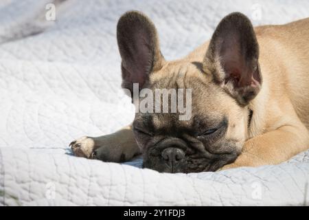 cucciolo terrier di boston di 4 mesi che mente Foto Stock