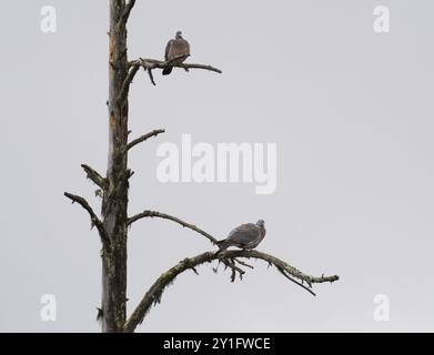 Piccione comune (palumbus Columba), due uccelli arroccati su un albero di Fir morto, maggio, Lapponia finlandese Foto Stock