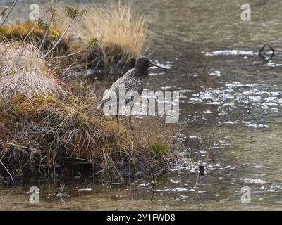 Uccello rosso maculato (Tringa erythropus) adulto in piumaggio da riproduzione, in piedi sul lato del lago, nel tipico habitat riproduttivo, Pokka, May, Laplan finlandese Foto Stock