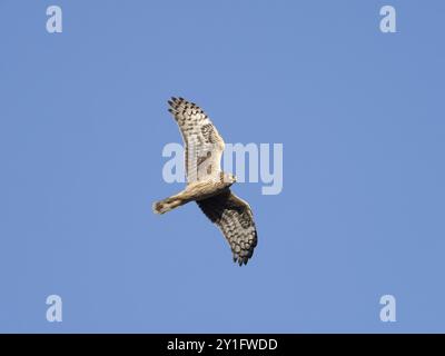 Hen harrier (Circus cyaneus) femmina in volo, volando verso nord durante la migrazione primaverile, Assia, Germania, Europa Foto Stock