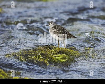 sandpiper di legno (Tringa glareola) in piedi su pietra coperta di muschio nel fiume, maggio, Lapponia finlandese Foto Stock