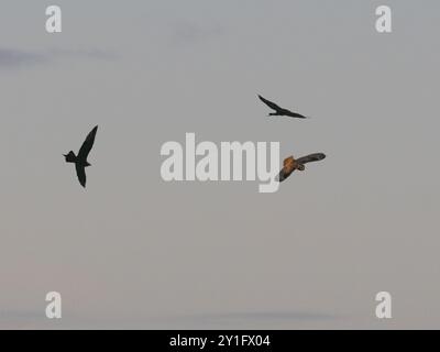 Skua artico (Stercorarius parasiticus), coppia di riproduzione che insegue il gufo dalle orecchie corte, (Asio flammeus), che è entrato nello spazio aereo sopra la loro te di riproduzione Foto Stock