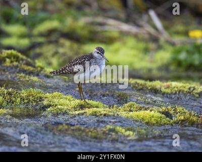 Sandpiper di legno (Tringa glareola), in piedi sul muschio in un fiume, fotografato sotto la luce del sole di mezzanotte, alle 03:33 di maggio, Lappland finlandese, No Foto Stock