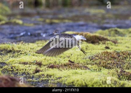 Wood Sandpiper (Tringa glareola), decollo in volo sopra un fiume, fotografato sotto la luce del sole di mezzanotte, alle 03:35 di maggio, Lappla finlandese Foto Stock