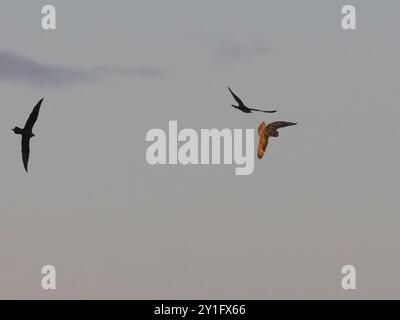 Skua artico (Stercorarius parasiticus), coppia di riproduzione che insegue il gufo dalle orecchie corte, (Asio flammeus), che è entrato nello spazio aereo sopra la loro te di riproduzione Foto Stock