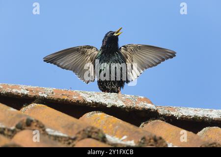 Comune Starling (Sturnus vulgaris) maschio adulto, nell'allevamento del piumaggio, nel canto e nell'esposizione sul tetto, Assia, Germania, Europa Foto Stock