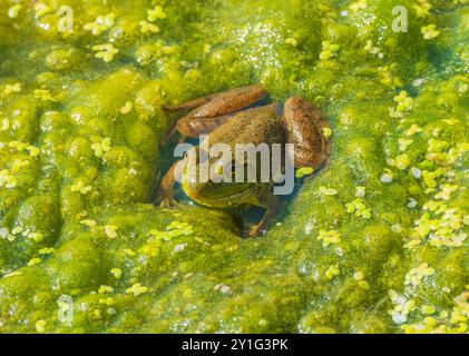 American Bull Frog (Lithobates catesbeianus) seduto in erba anatra e vegetazione acquatica nello stagno, Castle Rock Colorado USA. Foto scattata ad agosto. Foto Stock