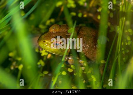 American Bull Frog (Lithobates catesbeianus) nascosto tra anatre e erba lungo la costa del laghetto, Castle Rock Colorado USA. Foto scattata ad agosto. Foto Stock