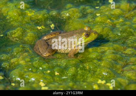 American Bull Frog (Lithobates catesbeianus) seduto in erba anatra e vegetazione acquatica, Castle Rock Colorado USA. Foto scattata ad agosto. Foto Stock