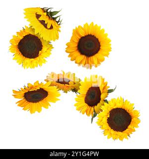 Molti girasoli vibranti cadono su sfondo bianco Foto Stock