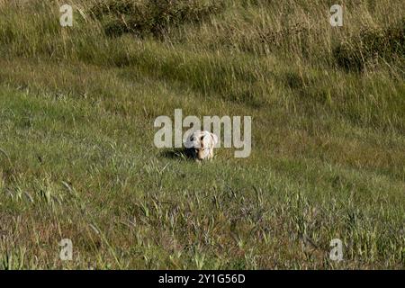 Coyote lungo la Bicentennial Highway 88 nel nord della provincia canadese dell'Alberta. Foto Stock