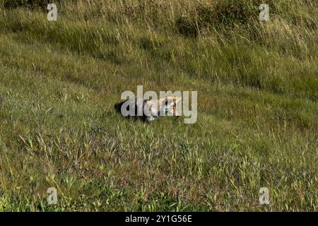 Coyote lungo la Bicentennial Highway 88 nel nord della provincia canadese dell'Alberta. Foto Stock