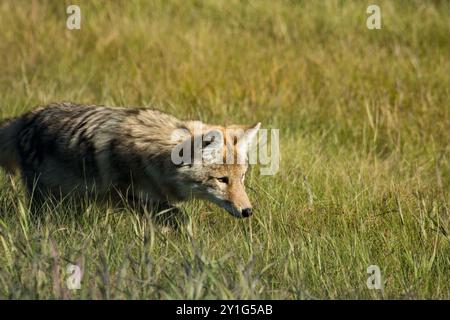 Coyote lungo la Bicentennial Highway 88 nel nord della provincia canadese dell'Alberta. Foto Stock