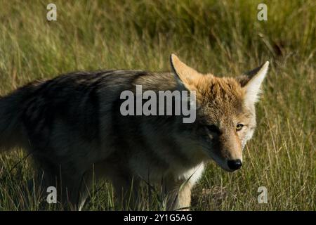 Coyote lungo la Bicentennial Highway 88 nel nord della provincia canadese dell'Alberta. Foto Stock