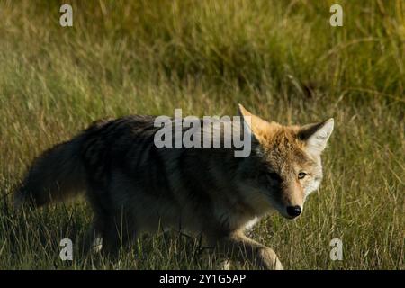 Coyote lungo la Bicentennial Highway 88 nel nord della provincia canadese dell'Alberta. Foto Stock