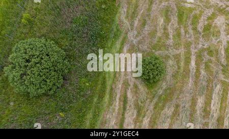 Vista aerea di un campo erboso appena falciato con motivi a righe distinti. L'erba verde contrasta con le aree marroni, indicando diversi tipi di st Foto Stock