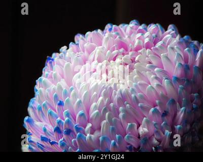 Bellissimo fiore di crisantemo blu chiaro e viola con una luce soffusa e sognante, sfondo scuro, primo piano Foto Stock