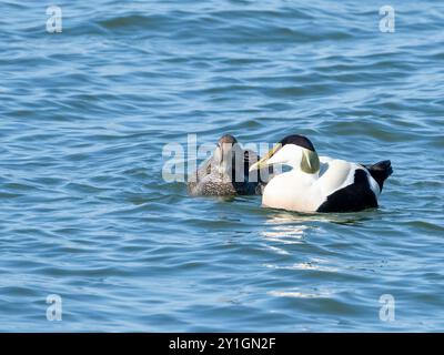 Comune coppia Eider Foto Stock