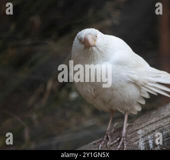 il corvo albino ha un becco rosa e piume bianche Foto Stock