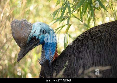 Il cassowary è grande, senza volo. È ricoperta di piume nere a due punte e presenta un grande casco sulla testa. Foto Stock