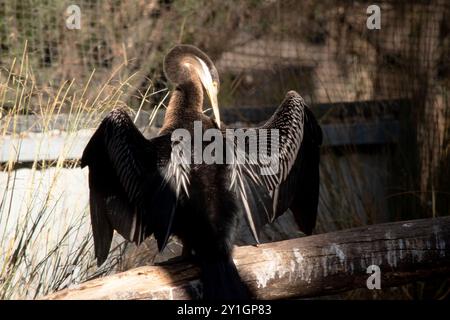 Il Darter è un grande uccello d'acqua sottile con un lungo collo simile a un serpente, becco appuntito e coda lunga e arrotondata. Foto Stock